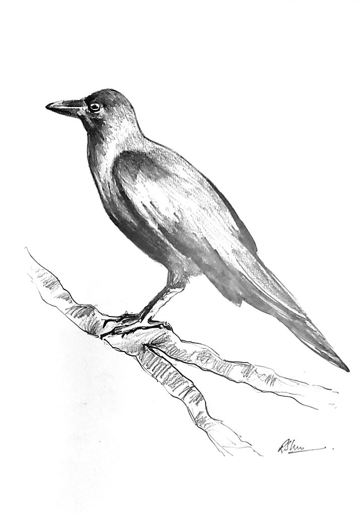 Bird